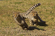 Cheetah (Acinonyx jubatus) juveniles playing, threatened, native to Africa