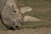 Northern White Rhinoceros (Ceratotherium simum cottoni) grazing showing double horns, critically endangered species native to Africa