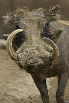 Warthog (Phacochoerus africanus) showing large tusks, native to Africa