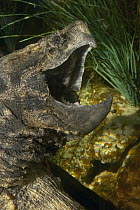 Alligator Snapping Turtle (Macrochelys temminckii) with open mouth, North America