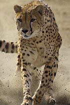 Cheetah (Acinonyx jubatus) running, threatened, native to Africa