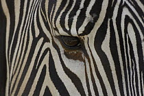 Grevy's Zebra (Equus grevyi) close up of eye, endangered, native to Africa