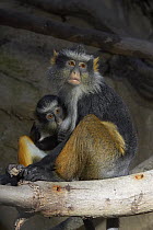 Sun-tailed Guenon (Cercopithecus solatus) mother holding baby, threatened, native to Gabon