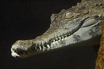 African Slender-snouted Crocodile (Crocodylus cataphractus) portrait, native to Africa