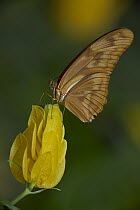 Julia Butterfly (Dryas iulia) on flower, North America