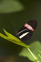 Crimson-patched Longwing (Heliconius erato) butterfly on leaf, native to South America