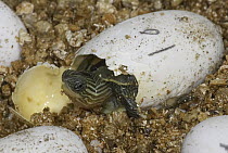 Chinese Stripe-necked Turtle (Ocadia sinensis) hatching from egg in captive breeding program, endangered, native to China