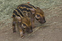 Red River Hog (Potamochoerus porcus) pair of piglets, highly social bush pig native to Africa and Madagascar