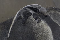 Giant Anteater (Myrmecophaga tridactyla) baby clinging to mother's back, native to South America