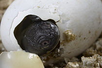 Roti Island Snake-necked Turtle (Chelodina mccordi) hatching from egg in captive breeding program, critically endangered, native to Rote Island
