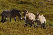 Przewalski's Horse (Equus ferus przewalskii) trio in grassland, endangered, native to Mongolia