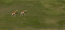 Rothschild Giraffe (Giraffa camelopardalis rothschildi) pair crossing grassland, native to Africa