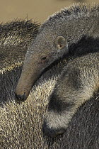 Giant Anteater (Myrmecophaga tridactyla) baby riding on mother's back, native to South America