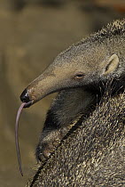 Giant Anteater (Myrmecophaga tridactyla) profile with extended tongue, native to South America