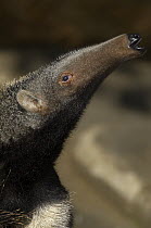 Giant Anteater (Myrmecophaga tridactyla) profile, native to South America