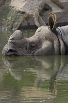Indian Rhinoceros (Rhinoceros unicornis) calf soaking in pond, endangered, native to India