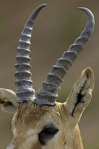 Goitered Gazelle (Gazella subgutturosa) showing horn detail, threatened, native to Asia and Middle East