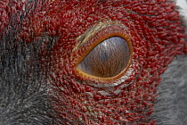 White-naped Crane (Grus vipio) eye, threatened, native to Russia and China