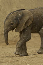 African Elephant (Loxodonta africana) calf portrait, threatened, native to Africa
