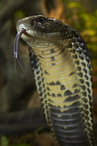 King Cobra (Ophiophagus hannah) portrait with toungue extended, venomous, native to Asia