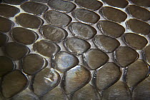 King Cobra (Ophiophagus hannah) close up of scales, native to Asia