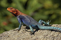 Red-headed Rock Agama (Agama agama) male lizard sunning on rock, native to Africa