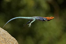 Red-headed Rock Agama (Agama agama) male lizard jumping, native to Africa