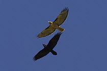 Red-tailed Hawk (Buteo jamaicensis) and Common Raven (Corvus corax) flying, North America