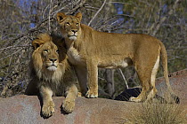 African Lion (Panthera leo) male and African Lioness, threatened, native to Africa