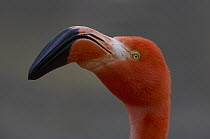 Greater Flamingo (Phoenicopterus ruber) porrait, native to South America, Asia and Africa