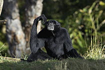 Siamang (Hylobates syndactylus) is an arboreal, black furred gibbon native to the forests of Malaysia, Thailand, and Sumatra