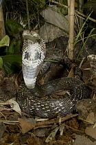 Spectacled Cobra (Naja naja) with flared hood, venomous, native to India