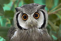 Southern White-faced Owl (Ptilopsis granti) portrait, native to southern Africa