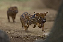Red River Hog (Potamochoerus porcus) piglets running, native to Africa