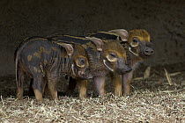 Red River Hog (Potamochoerus porcus) three piglets, native to Africa