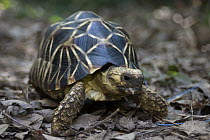 Burmese Star Tortoise (Geochelone platynota), critically endangered species native to Myanmar