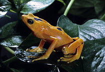 Panamanian Golden Frog (Atelopus zeteki), critically endangered species native to Panama