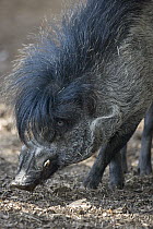 Visayan Warty Pig (Sus cebifrons), critically endangered species native to the Philippines