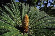 Sago Cycad (Cycas revoluta) male showing leaves and cone, native to southern Japan