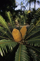 Sago Cycad (Cycas revoluta) male showing leaves and cone, native to southern Japan