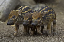 Red River Hog (Potamochoerus porcus) piglet trio, a highly social bush pig native to Africa, San Diego Zoo, California