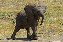African Elephant (Loxodonta africana) calf, threatened species native to Africa, San Diego Zoo Safari Park, California