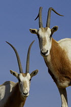Scimitar-horned Oryx (Oryx dammah) pair, native to North Africa, extinct in the wild, San Diego Zoo Safari Park, California
