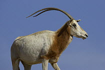 Scimitar-horned Oryx (Oryx dammah) adult, native to North Africa, extinct in the wild, San Diego Zoo Safari Park, California