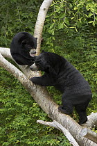 Sun Bear (Helarctos malayanus) pair climbing tree, native to Indonesia, San Diego Zoo, California