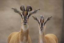 Soemmerring's Gazelle (Nanger soemmerringii) pair, threatened species native to North Africa, San Diego Zoo, California