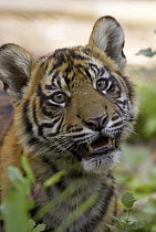 Sumatran Tiger (Panthera tigris sumatrae) cub, endangered species native to Sumatra, San Diego Zoo Safari Park, California