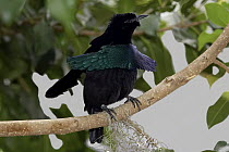 Superb Bird-of-paradise (Lophorina superba) male displaying, native to New Guinea, San Diego Zoo, California