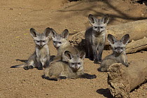 Bat-eared Fox (Otocyon megalotis) group of five pups, native to Africa, San Diego Zoo Safari Park, California