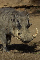 Warthog (Phacochoerus africanus) portrait, native to Africa, San Diego Zoo Safari Park, California